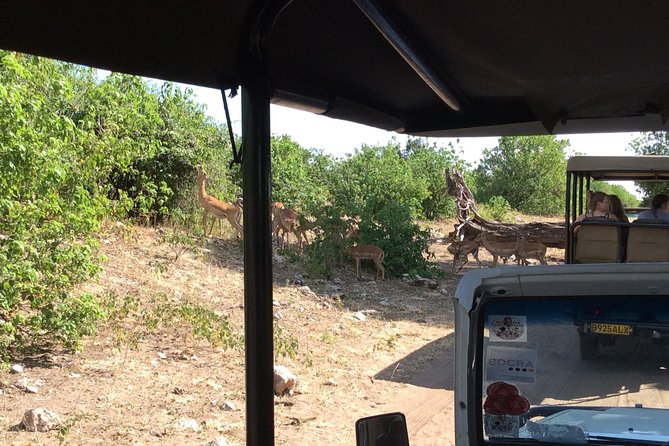 Chobe Full Day Trip - Meeting and Pickup Information