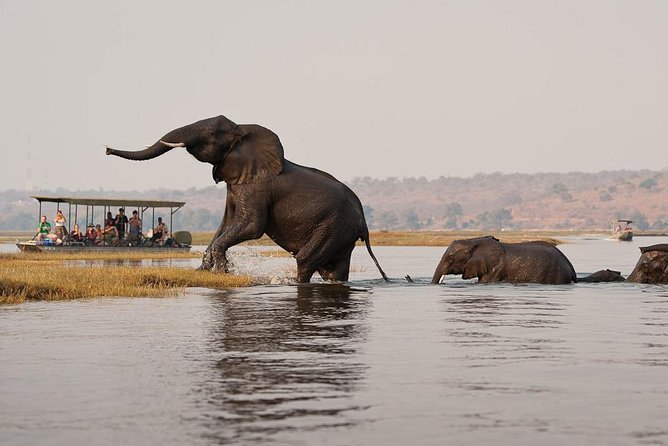 Chobe Full Day Trip From Victoria Falls - Important Information
