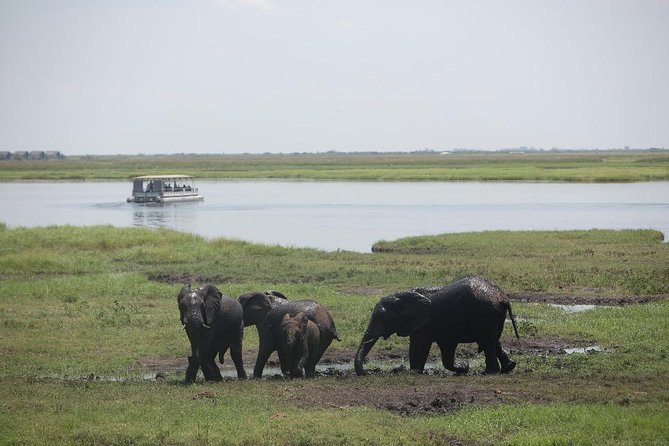Chobe Half Day Trip - Customer Reviews