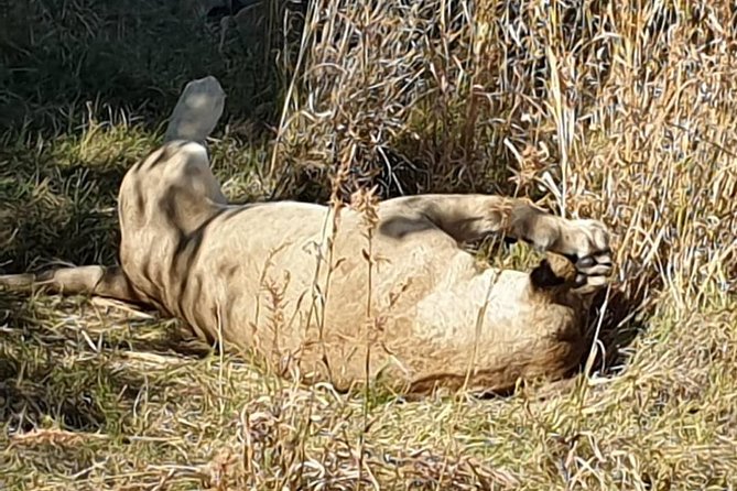 Chobe Safari Day Trip From Victoria Falls- Small Group - Whats Included