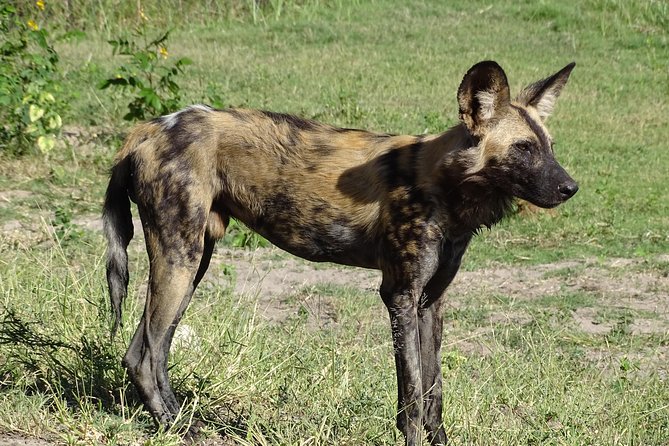 Chobe Safari Experience Day Trip - Transportation Details