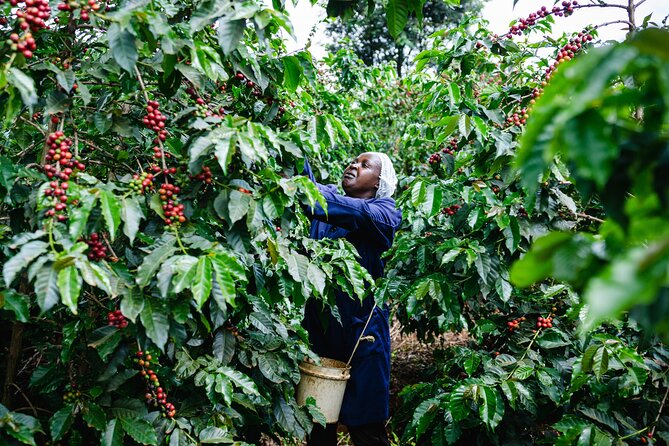 Coffee Farm Village & Factory Half Day Tour With Pick-Up - Pricing Information