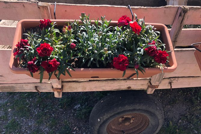 Cooking Class in Tuscany Private Day Tour From Rome - Tour Overview