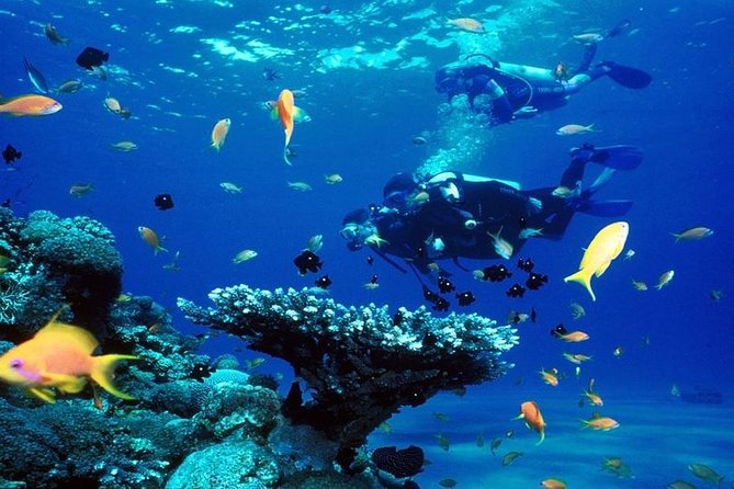 Coral Garden Amazing Snorkeling Sea Trip & Intro Dive With Transfer - Marsa Alam - Pickup Details