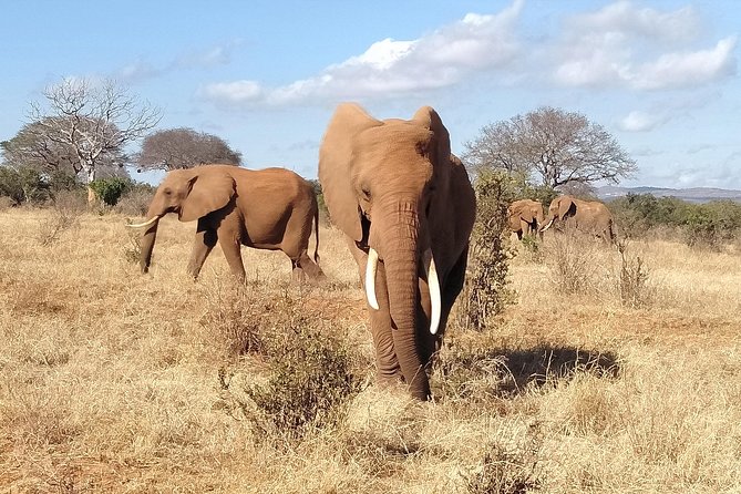 Cream Of Kenya Safari - Accommodation and Meals