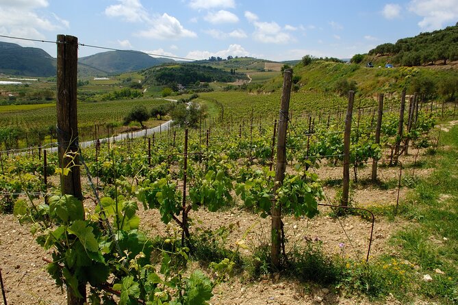 Crete Olive Oil and Wine, Raki and Local Food Tour - Inclusions and Exclusions