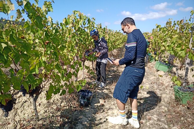 Cycling Vineyards of Bairrada Route, Full Day From Coimbra - Included Amenities