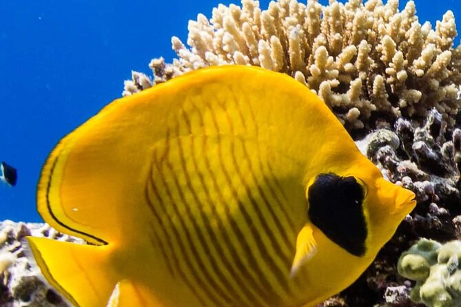 Dahab Safari & Blue Hole Snorkeling Day Tour From Sharm Elsheikh