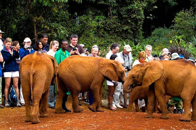 David Sheldrick Elephant Orphanage Half-Day Tour From Nairobi - What to Expect