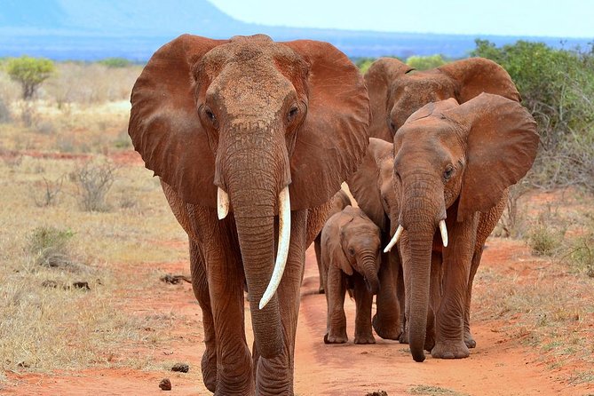 David Sheldrick Elephant Orphanage Half-Day Tour in Nairobi - Daily Feeding and Playtime Experience
