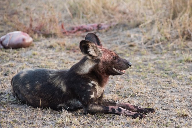 1_Day - NGORONGORO CRATER Tanzania Safari National PARK - Good To Know