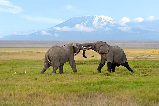 Day Tour - Amboseli National Park From Nairobi - Important Details