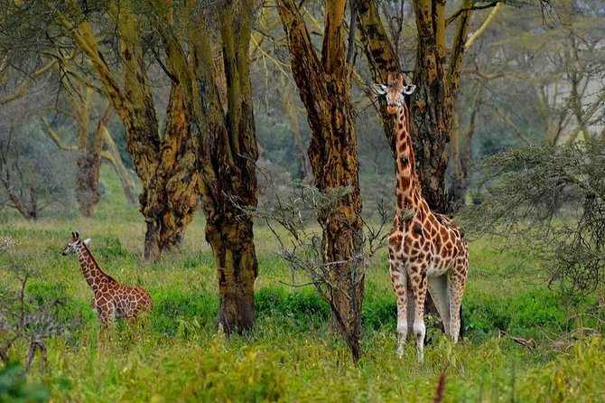 Day Tour To Lake Nakuru Park With Optional Boat Ride on Lake Naivasha - Inclusions