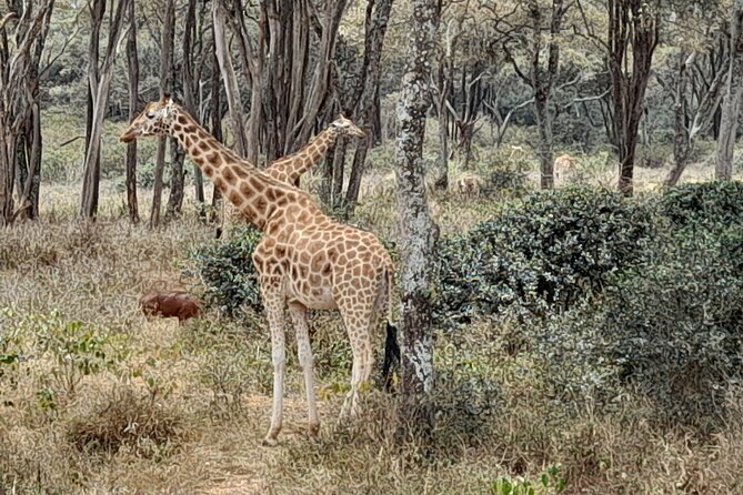 Day Tour to Nairobi National Park, Elephants, and Giraffe Center - Tour Highlights
