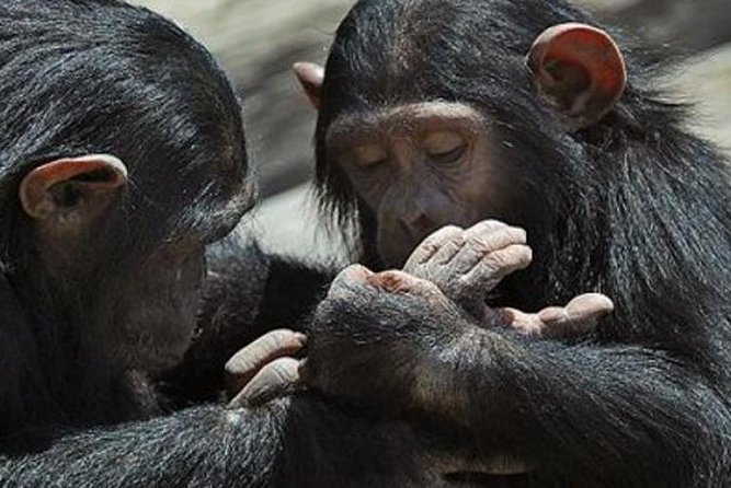 Day Tour to Ol Pejeta Conservancy - Tour Details