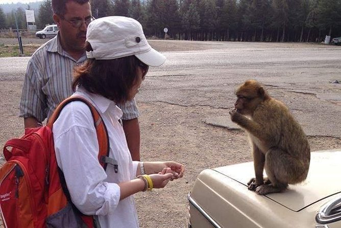 Day Trip From Fez To The Middle Atlas Mountain IMOUZAR IFRANE AZROU( Private )