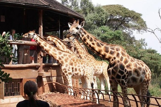 Day Trip Nairobi National Park, Rothschild Giraffe Center and Bomas of Kenya - Trip Details