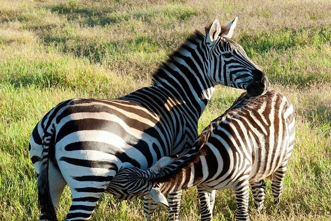 Day Trip to Ngorongoro Crater : Best Price 2024/2025