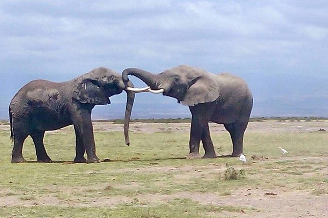 Day Trip to Tarangire National Park