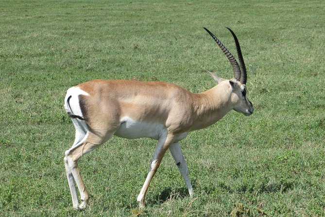 Day Trip to Trangire National Park From Arusha - Trip Overview