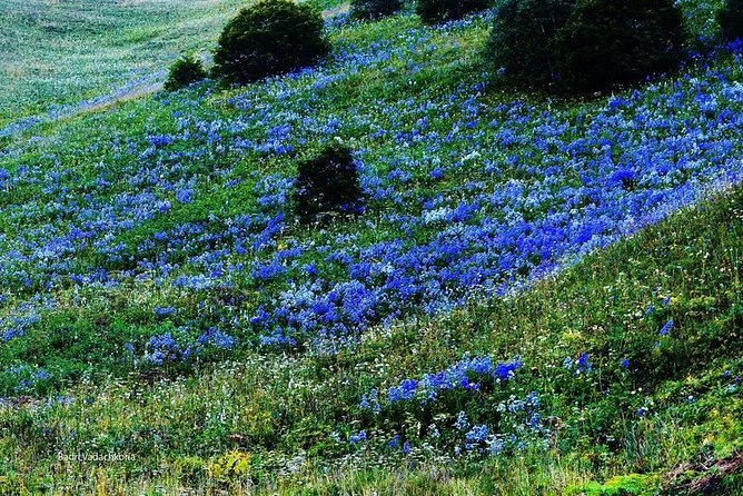 Day Trip to Vani From Kutaisi - Tour Details