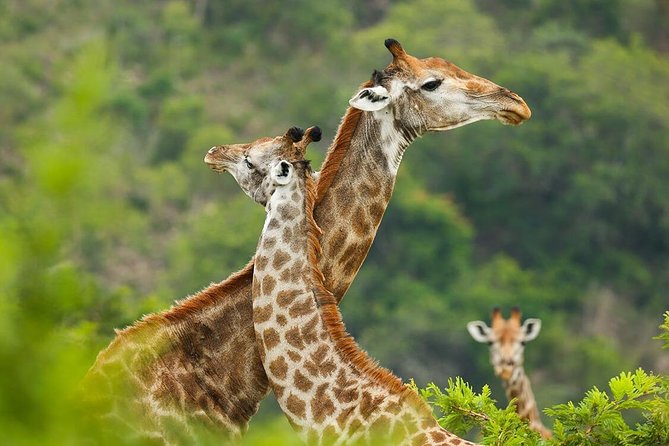 Day Trip Tour to Arusha National Park