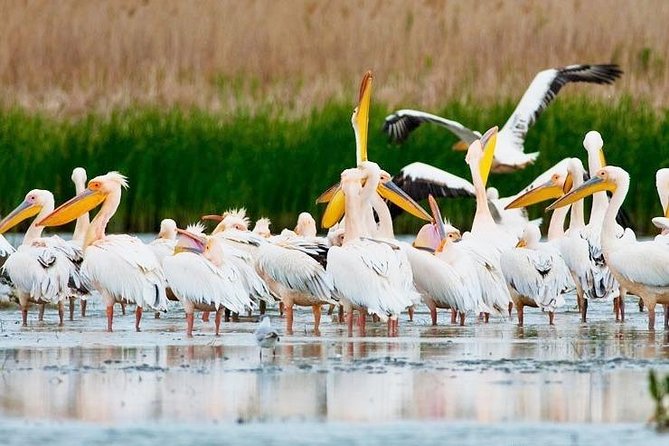 Discover Danube Delta From Bucharest - Private Tour for 5 Days - Transportation Logistics