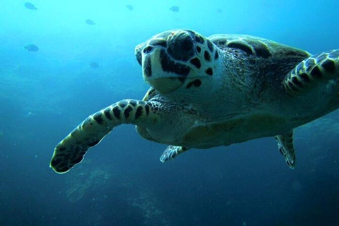 Discover Scuba Diving From a Fishing Village - Scuba Diving Location and Pricing
