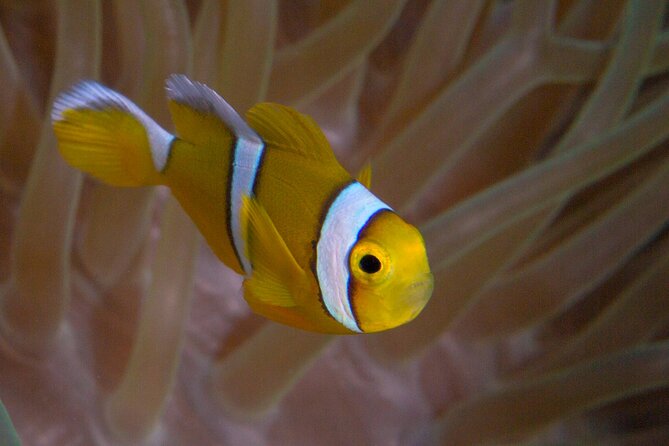 Discover Scuba Diving in Mauritius - Pricing and Booking Information