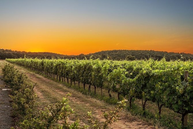 Discovering PODERE CASANOVA Winery, Walking and Wine Tasting With Lunch - Location and Activities