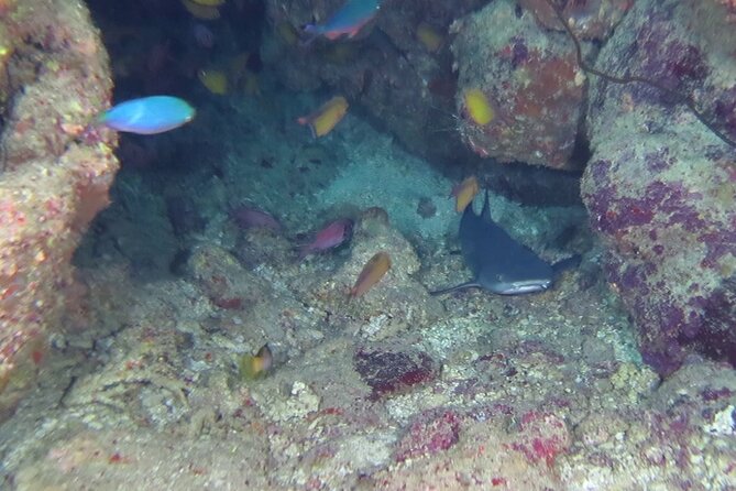 Diving Speed Boat in Marsa Alaam