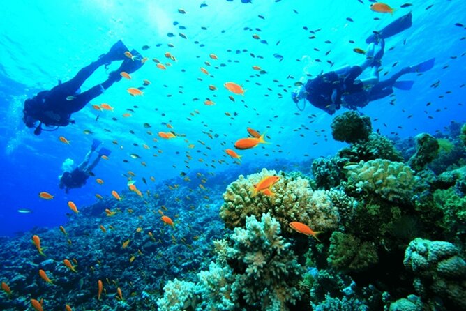 Diving Tour With Lunch - Photo/Video Package