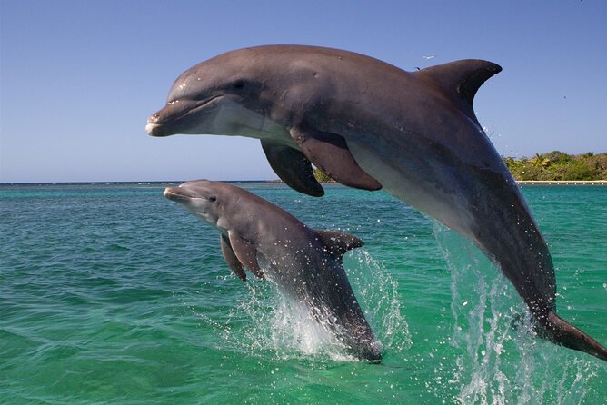 Dolphin Discovery Adventure in Hurghada
