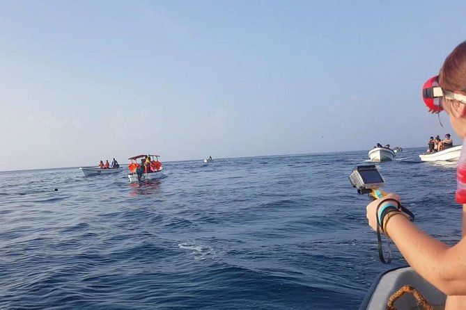 Dolphin Tour and Jozani Forest - Tour Highlights