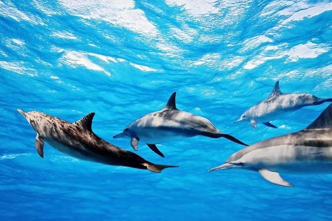 Dolphin Tour - Whats Included