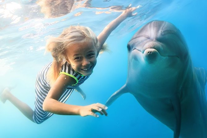 Dolphin Watching Activity With Snorkeling in Hurghada