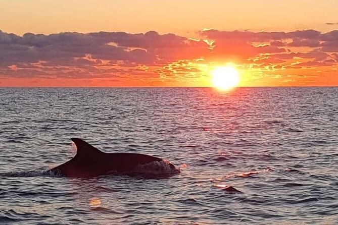 Dolphin Watching at Dawn in Alcúdia - Equipment and Attire Recommendations
