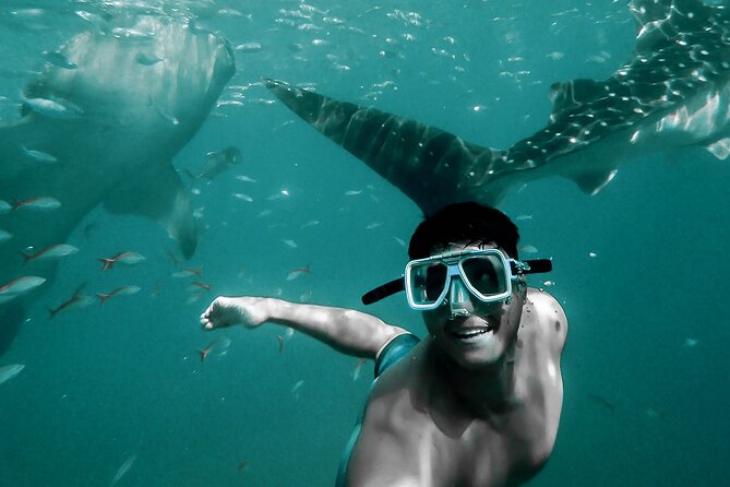 Dolphin Watching & Snorkeling - What To Expect