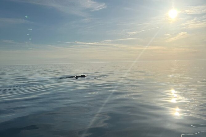 Dolphins and Sunset Tour in Fažana-Croatia