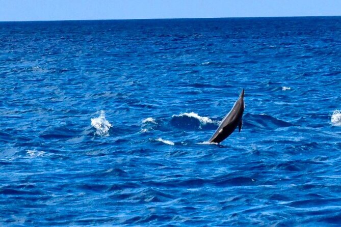 Dolphins Encounter and Whale Watching - Tour Inclusions