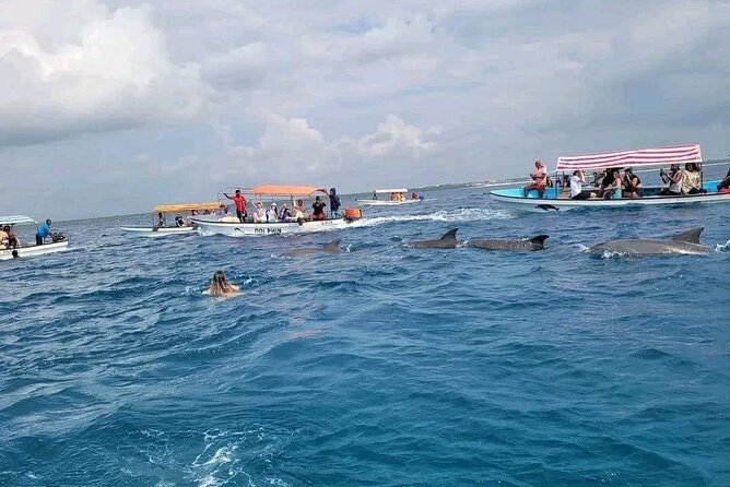 Dolphins Tour - Tour Features
