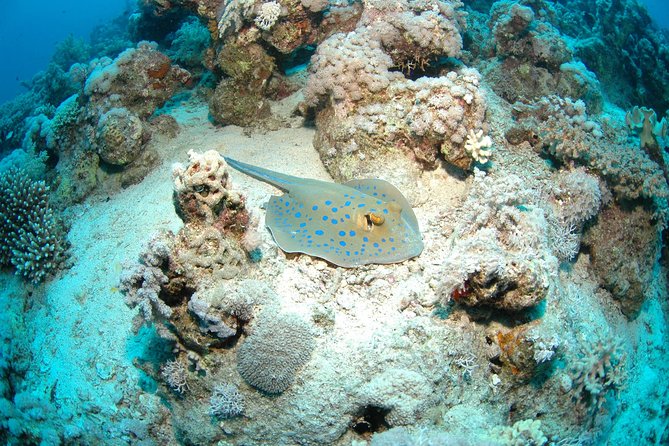 DSD Discover Scuba Diving (Min Age 10 Years) - Course Overview