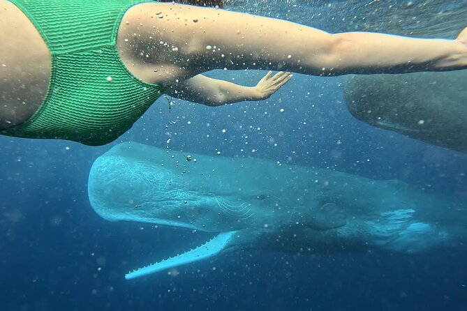Eco-friendly Dolphin Watching Tour in Mauritius - Tour Details