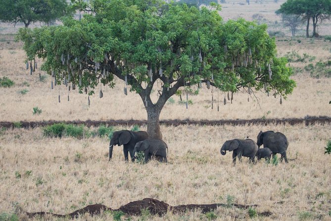 Eight Days Cultural and Wildlife Tour in Uganda