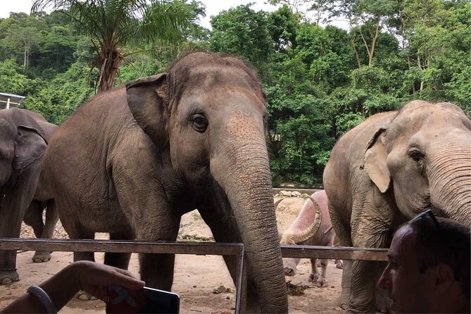 Elephant Keeper Programs Option Kuang Si Waterfall in Laos