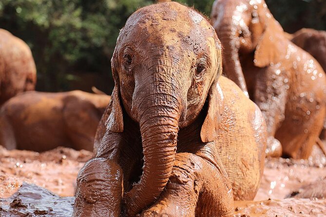 Elephant Orphanage Ticket With Pick up and Drop off - Wildlife Diversity in the Park