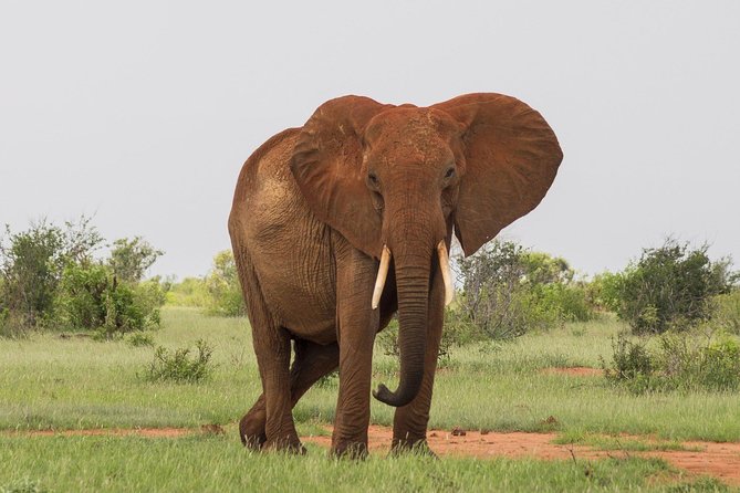 Set out on a Spectacular 2 Days Safari to Tsavo East National Park - Accommodation Details