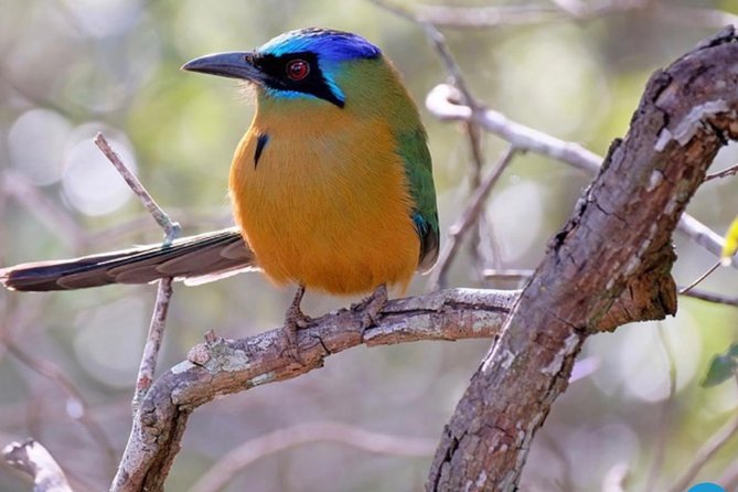 ETHIOPIA BIRDWATCHING— 10 Days - Itinerary Highlights