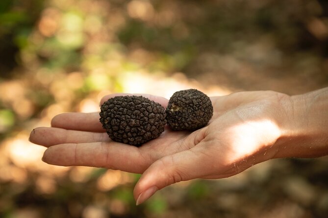 Exclusive Truffle Hunting With Lunch & Wine Tasting From Florence - Activities Included