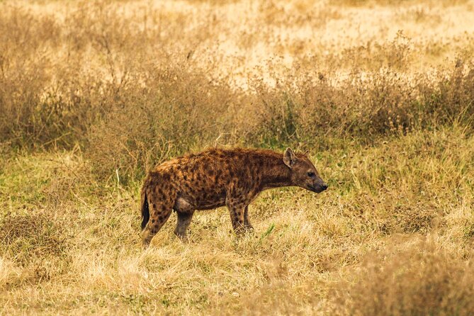 Excursion in Tarangire National Park Day Trip - Accessibility and Transport Information